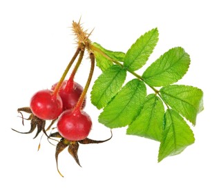 Шиповник на белом фоне