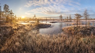 Мшинское болото