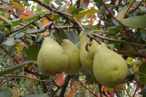 Дикая груша