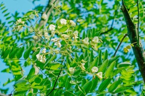 Софора крымская
