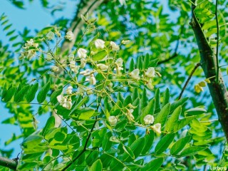 Софора крымская