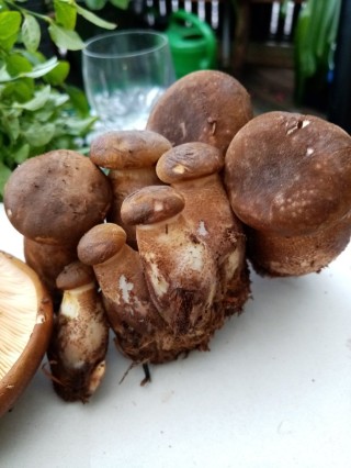 Свинушка толстая