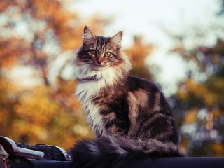 Сибирский кот