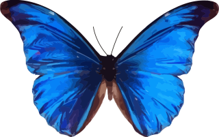 Синяя бабочка на белом фоне