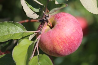 Алматинский апорт