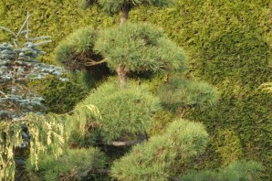 Ниваки из сосны обыкновенной своими руками