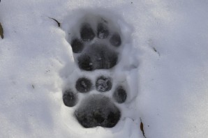 След волка и собаки