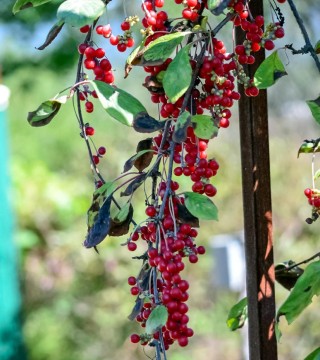 Лимонник дальневосточный