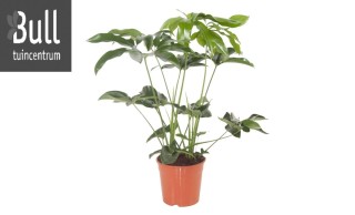 Филодендрон вайт вейв