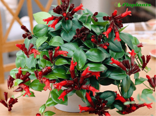 Эсхинантус жар птица