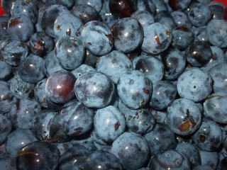 Ягода терен