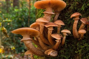 Опенок полевой