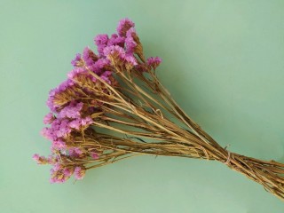 Кермек сухоцвет