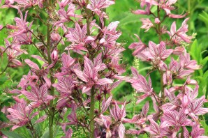 Ясенец кавказский