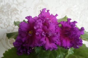 Фиалка розмари