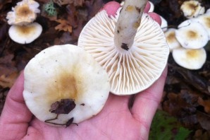 Гигрофор буковый