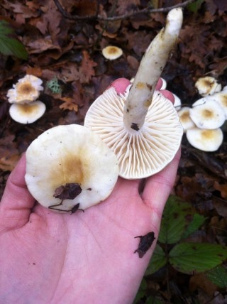 Гигрофор буковый