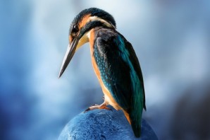 Мартын птица