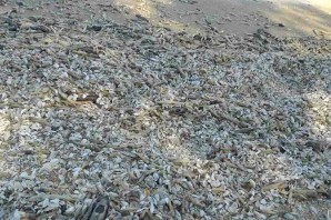 Цимлянское водохранилище