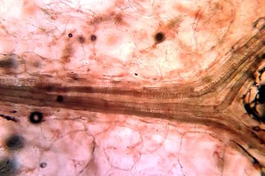 Клетки томата под микроскопом