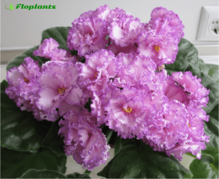 Фиалка анжелика