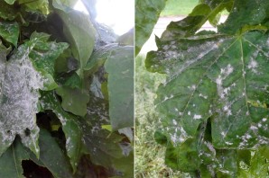 Мучнистая роса