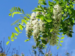 Белая акация