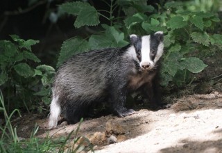 Европейский барсук