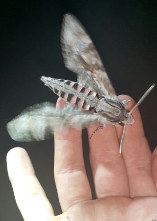 Чернобыль мутации