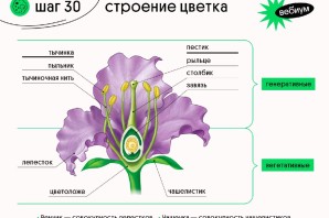Околоцветник