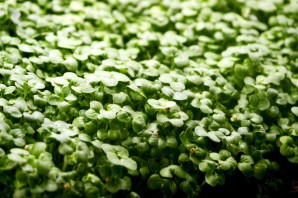 Жеруха обыкновенная