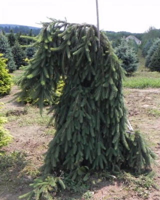 Ель энгельмана пендула