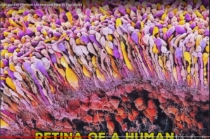 Кожа человека под микроскопом