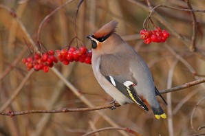 Свиристель птица