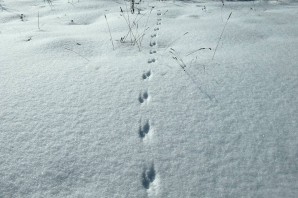 Лисьи следы