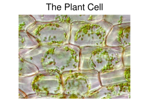 Клетка элодеи