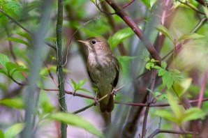 Соловей птица