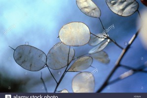 Лунария сухоцвет