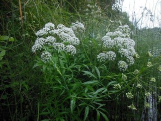 Вех ядовитый