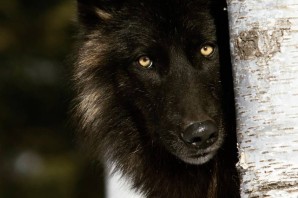 Черный волк