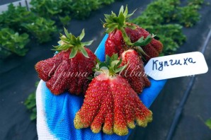 Клубника купчиха