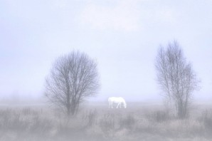 Лошадка ежик в тумане