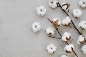 Хлопчатник