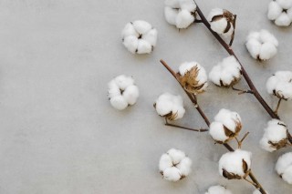 Хлопчатник