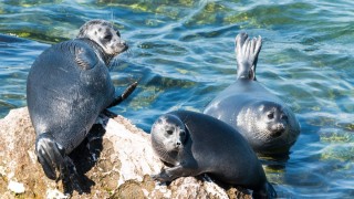 Обитатели байкала