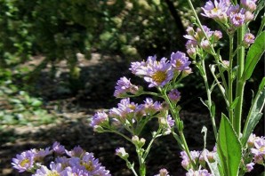 Астра татарская