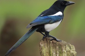 Сорока перелетная птица