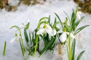 Чайковский подснежник