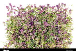 Чабрец и душица