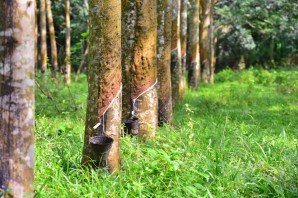 Гевея бразильская